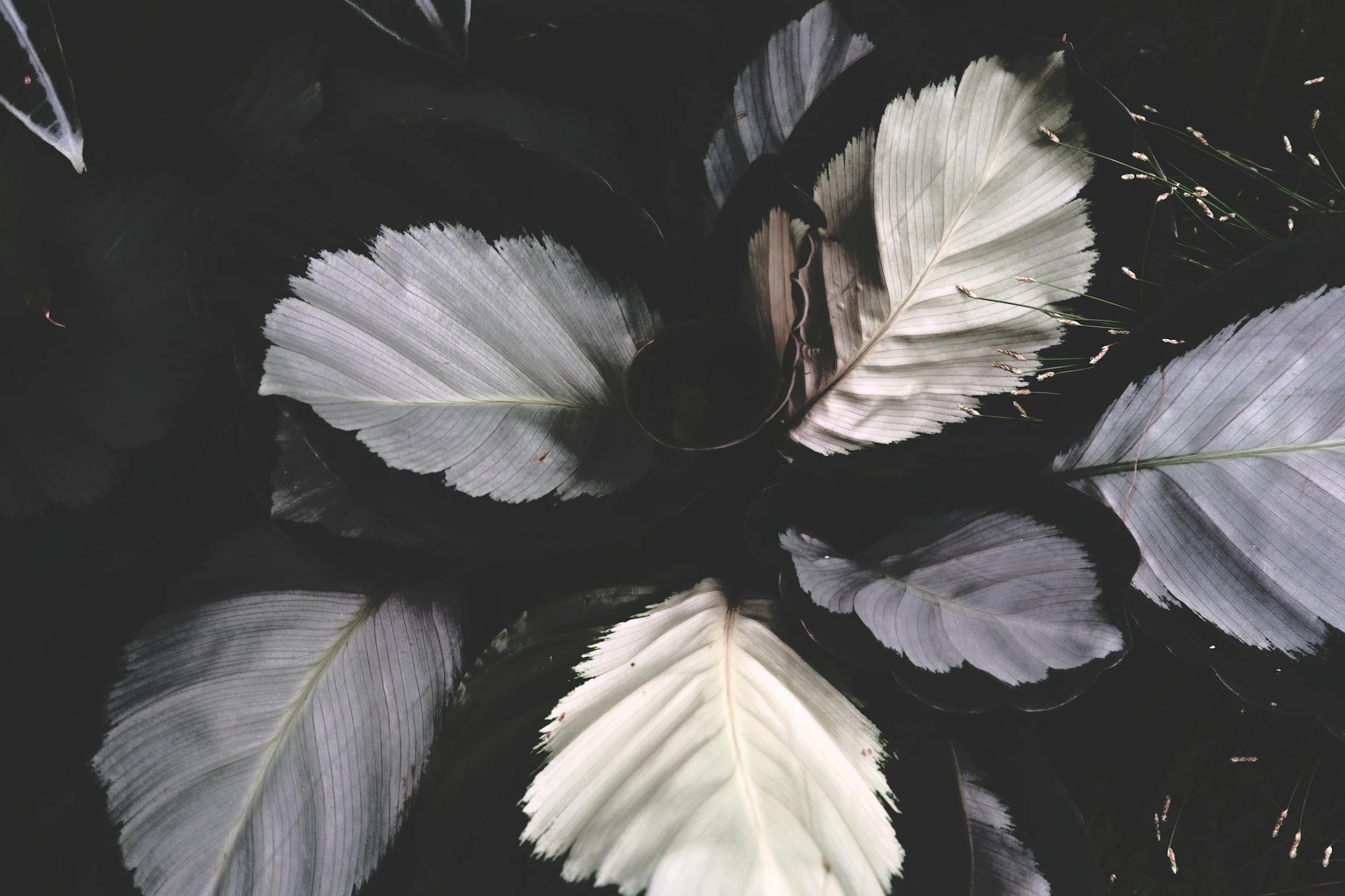 white and grey leaves